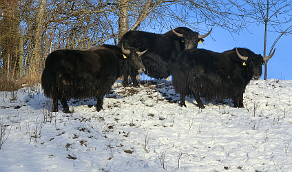 3 Yak-Kühe