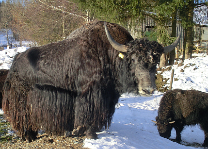 Bulle und Kalb