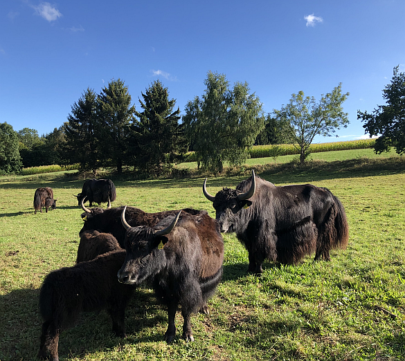 Yaksfamilie auf der Weide